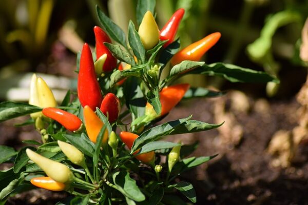 How Chili is Rated